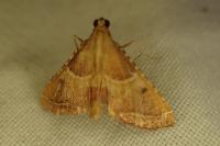 Endotricha flammealis