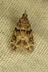 Eudonia mercurella