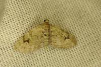 Chloroclystis v-ata