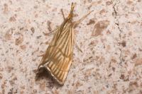 Chrysocrambus linetella