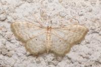 Idaea fuscovenosa