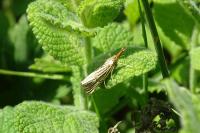 Chrysocrambus linetella