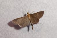 Dolicharthria aetnaealis