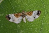 Eupithecia breviculata