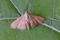 Endotricha flammealis