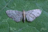 Eupithecia haworthiata