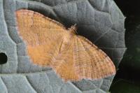 Camptogramma bilineata