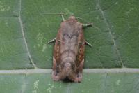 Cosmia affinis