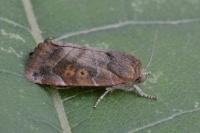 Cosmia affinis