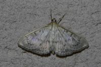 Patania ruralis