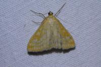 Sitochroa verticalis