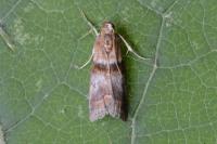 Acrobasis repandana