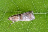 Acrobasis repandana