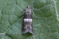 Elegia similella