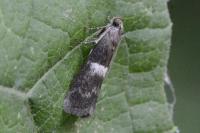 Elegia similella