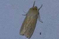 Mythimna pallens