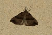 Hypena proboscidalis