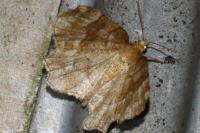 Cepphis advenaria