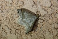 Macaria alternata