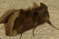 Diachrysia chrysitis