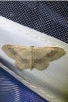 Idaea aversata