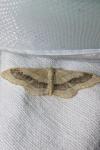 Idaea aversata