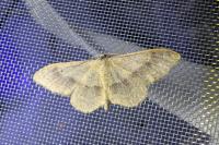 Idaea aversata