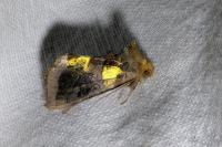 Diachrysia chrysitis