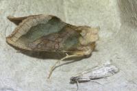 Diachrysia chrysitis