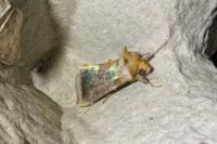 Diachrysia chrysitis