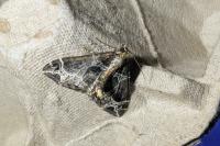 Ecliptopera silaceata