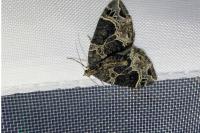 Ecliptopera silaceata