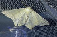 Ourapteryx sambucaria