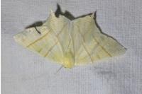 Ourapteryx sambucaria