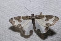 Lomaspilis marginata