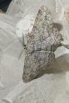 Hypomecis punctinalis