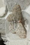 Hypomecis punctinalis