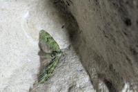 Chloroclystis v-ata
