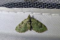 Chloroclystis v-ata