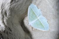 Campaea margaritaria