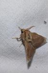 Malacosoma neustria