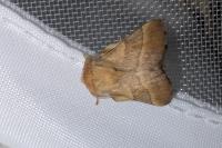 Malacosoma neustria