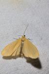 Wittia sororcula