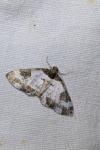 Melanthia procellata