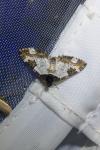 Melanthia procellata