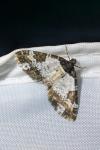 Melanthia procellata
