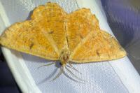 Angerona prunaria