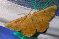 Angerona prunaria
