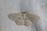 Scopula