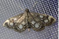 Anania coronata